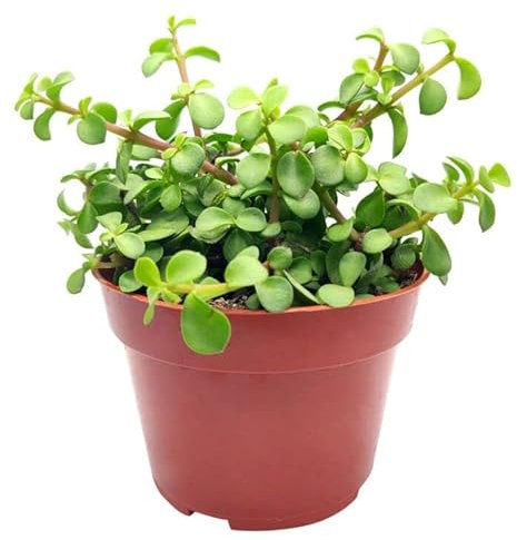 DECOALIVE Portulacaria Afra Verde Planta Suculenta Natural