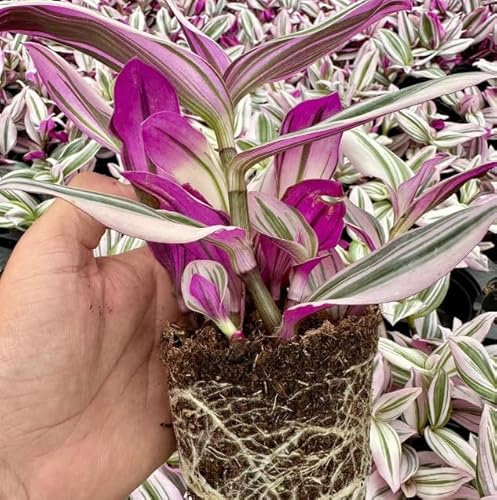 Planta de la Paz de Color Rosa Tradescantia Rosa Variedad Nanouk