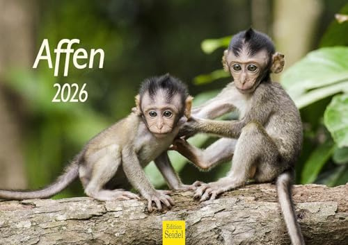 Edition Seidel Calendario premium 2026, formato DIN A3, calendario de pared, calendario de animales África, mono, gorila, lemur, chimpancé, primate, bosque, animales salvajes