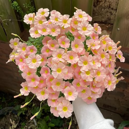bulbi di oxalis - bulbosi rari da balcone serra interna rampicanti da giardino roccioso appartamento esotiche bulbo Aiule rialzate per il 6pcs