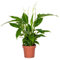 Bloomique - Spathiphyllum Torelli - Friedenslilie - Einblatt Zimmerpflanze - Zimmerpflanzen - Luftreinigend - Höhe 30-40 cm - Topf 12 cm