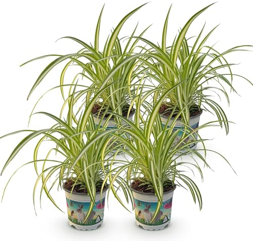 Green boutiQ - Plante d'intérieur - Chlorophytum comosum Variegatum - Herbe à chat - Amie des animaux - Panaché - 4 Plantes - Pot de 12 cm - Hauteur 25-30 cm