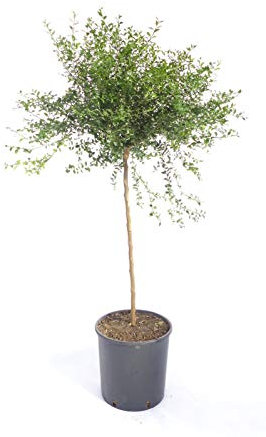 Australische Fingerlimette 70-100 cm – Kaviar Limette (Caviar-Limette) – Microcitrus australasica – Exotische Zitrusfrucht mit intensiven Aromen – Ideal für Cocktails, Saucen & Dekoration