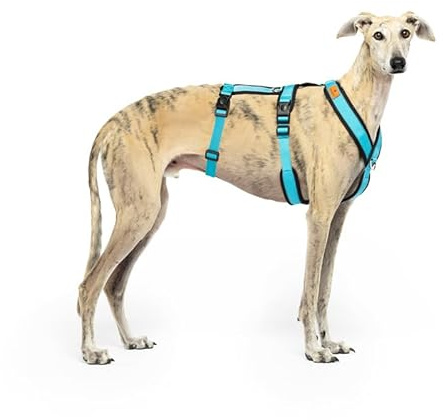 3-Point Anti-Escape, Anti-Pull Harness - Ideal for Sighthounds: Italian Greyhound, Whippet, Greyhound, Podenco - Safe, Breathable, and Durable - Perfect for Walking and Running, Blue, L