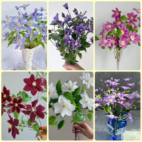 ClematisZwiebeln, geschenk mehrjährige winterhart Clematis florida, Kletterpflanze, balkon blumendeko garten gartenblumen 6pcs