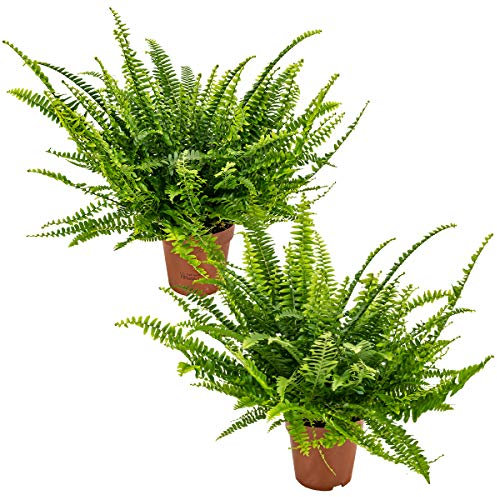 Bloomique - 2er Set - Nephrolepis Exaltata Vitale - Schwertfarn - Zimmerpflanzen - Luftreinigend - Höhe 20-30 cm - Topf 12 cm