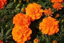 Ringelblumen- Tagetes Erecta- Orange-50 Semi