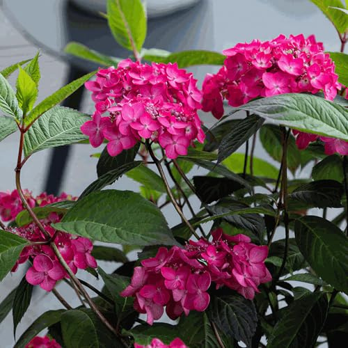 Hortensia Magic Sunset en Maceta - Planta de Exterior Lista para Jardín