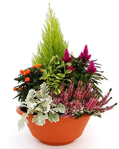 POWERS TO FLOWERS - COMPOSIZIONE DA ESTERNO XL CON SOLANUM, SEDUM, CIPRESSO LIMONE, CALLUNA, CINERARIA, CELOSIA, CIOTOLA cm 27, piante vere