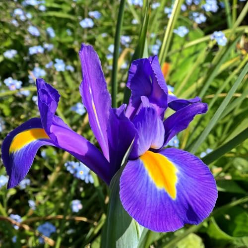 Carbeth Plants - 50 x Iris Blue Magic Spring Bulbs - Deep Purple Summer Flowering Perennials - UK Hardy Low Maintenance Pollinator Friendly - Grow in Beds, Borders and Patio Pots