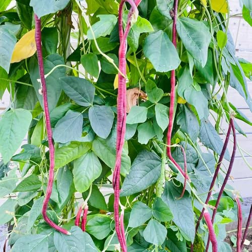 meterbohnensamen - balkon spargelbohne alte sorten gewächshaus, seltene bio exotisch 50pcs