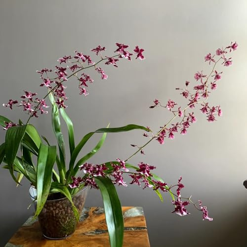 Semi di orchidea Oncidium, giardino di Oncidium hybridum, da giardino roccioso decorazione del soggiorno rare serre da balcone 30pcs