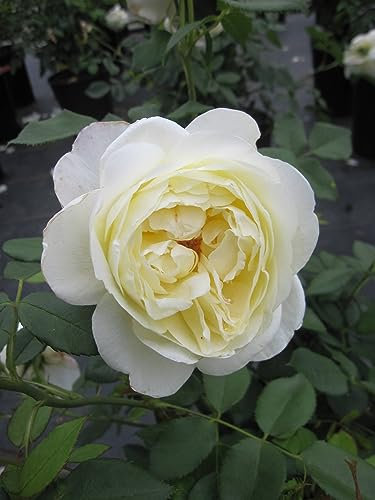 Rosa Vanessa Bell ® - Strauchrose Vanessa Bell ® - Austin Rose