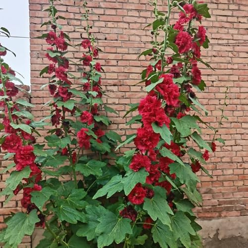 semi di malvarosa, ombra malvarosa da giardino, resistenti per il giardino primaverile, selvatici 2000pcs