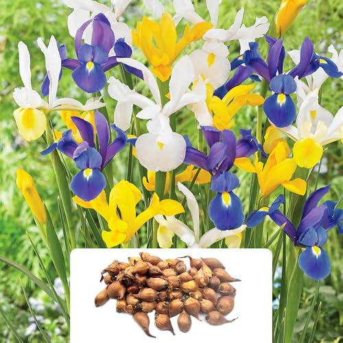 50 Iris Hollandica Mixed Bulbs – Vibrant, Summer-Blooming Perennials – Perfect for UK Gardens & Climate Conditions – Brighten Your Outdoor Space with Stunning Flowers