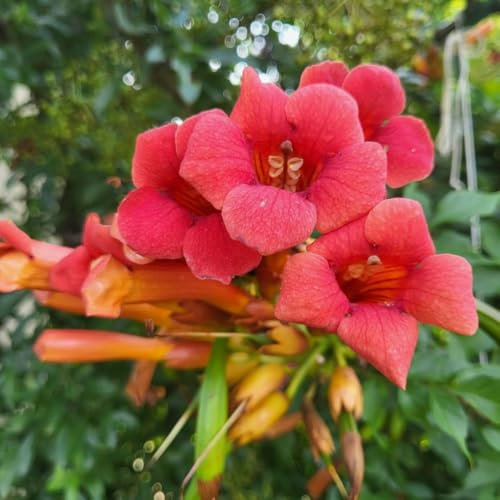 Campsis 'Pink Panther' - Hardy Climbing Shrub with Exotic Peachy-Pink Trumpet Flowers – 1x 15cm Potted Plant by Thompson & Morgan