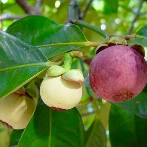 semi di mangostano, colonnari esotiche vecchie varietà resistenti per il giardino da nani serre balcone regali 40pcs