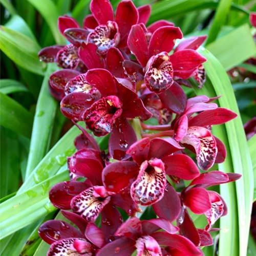 Cymbidium Orchid bulbi,Orchidea del cymbidium,Ambiente paesaggistico,Decorazione del giardino,perenni,cymbidium pianta(Non Fiori artificiali,senza semi)-3 bulbi-H