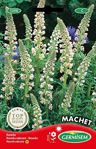 Germisem Graines Réséda odorant MACHET