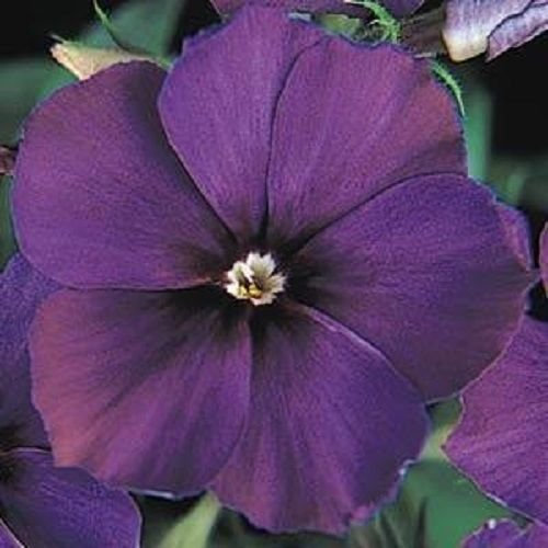 25 Phlox Phlox Semi siglo XXI azul Phlox drummondii molto appariscente!
