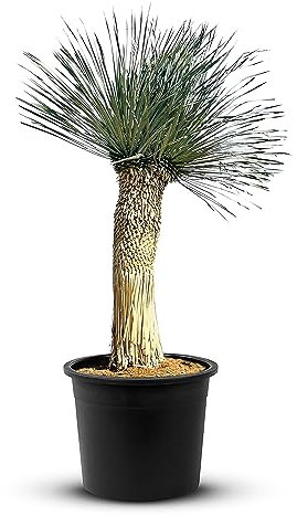 Tropictrees näbb-Yucca Rostrata med stamhöjd på 100–120 cm | Slående och torrresistent Yucca palm med svärdformade blad | Himmelsk inomhusväxt för ditt landskap