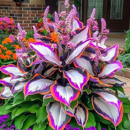Hosta bulbi,resistenti al freddo e alla siccità,adatte per la decorazione di giardini e balconi,Hosta pianta vera(non artificiali)-4 Bulbi-E
