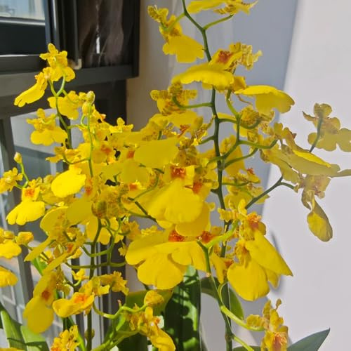 orchidea oncidium - ufficio sempreverdi Decorazioni giardino per esterni Arredamento del soggiorno con rialzata decorazione 400semi