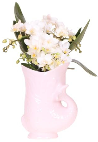 Kolibri Orchids | Orquídea Blanca 'Nazaré' + Fish Pot Rosa - tamaño de Maceta Ø9cm | Planta de Interior con Flores - Fresca del cultivador