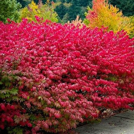 Burning Bush Shrub – Euonymus alatus – Vibrant Red Foliage in Fall – Hardy Ornamental Landscape Plant – Live Shrub (3 Gallon Plant)