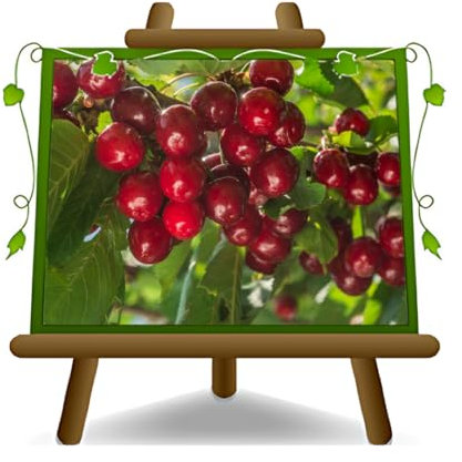 Kirschbaum süß Kirsche Eisenbahn auf Topf mit 20 Obstpflanzen selbstfruchtbarenmax. 170 cm - 2 Jahre Anbau Italien