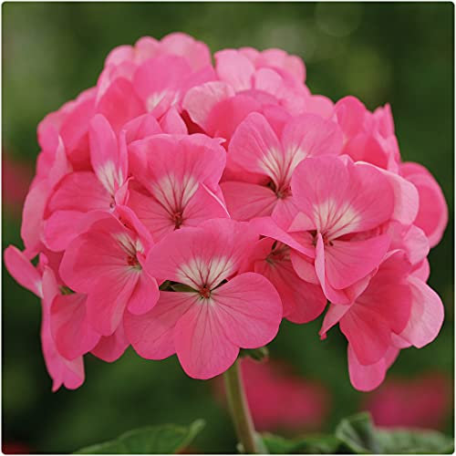 Geranium F1 Horizon Pink Pelargonium Large Plug Plants x 6