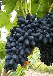 UVA DA TAVOLA NERA BLACK MAGIC,RESISTENTE, GRANO CROCCANTE, PRECOCE GIA' PRODUTTIVAVASO 2 LITRI 60-70 CM