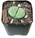Cactus Piedra Natural - Lithops Premium en Maceta Compacta