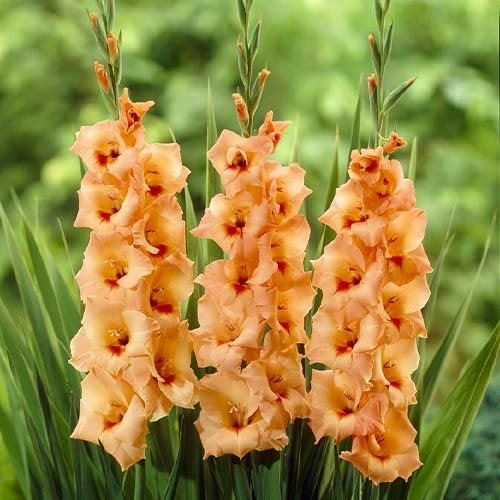 10 Bulbi di Gladioli Peter Pears misura10/12