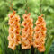 10 Bulbi di Gladioli Peter Pears misura10/12