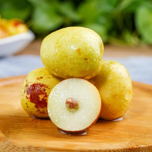chinesische jujube, bio balkongarten hochbeet alte sorten winterhart 5samen
