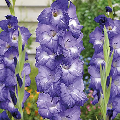 6 x Gladioli Nori – Uniquely Shaded – Perennial – Long-Lasting as Cut Flowers – Summer Flowering Bulbs – for Your Beautiful Garden
