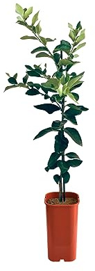 Cultiva Limas Frescas con un Árbol Frutal de Lima en tu Jardín