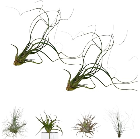 BROWN&GREEN Tillandsia - Plantas de Aire Natural - Tillandsias - Plantas de Aire - Tillandsia Planta Natural - Clavel del Aire - Planta - Plantas Aereas - Plantas Aereas Naturales (2, Bulbosa)