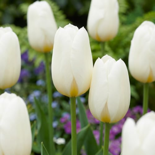 Green boutiQ - 15x Tulipa Triumph White - Tulipe Triomphe Blanche - Blanc - Floraison printanière - Calibre 11/12