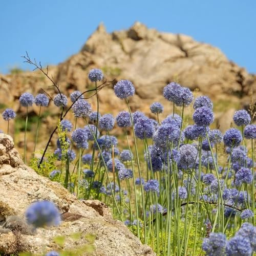 bulbos ajo ornamental jardín de reverdecimiento de tejados perennes bonsái balcón camas elevadas interior allium puerro gigante prado abejas decorativas 9pcs