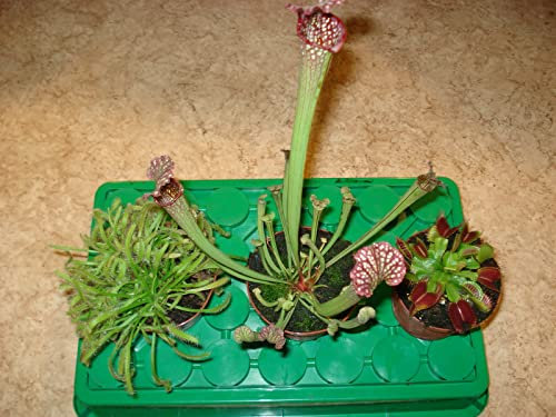 Fleischfressende Pflanzen, 3er Set - Riesig!