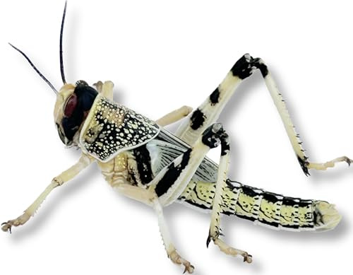 Livefood UK Live Locusts 50 X-Large size 35mm to 50mm quantity 50 in 2 tubs of 25 Extra Large XL Hoppers