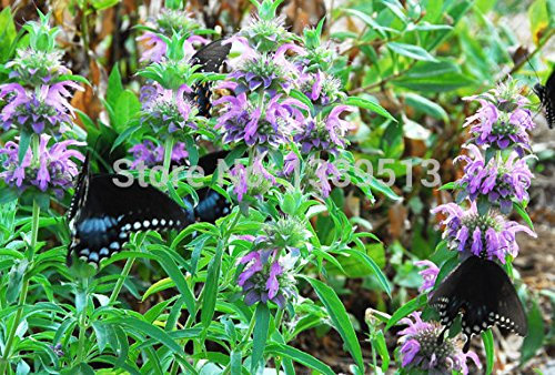 Graines de menthe bio non OGM Graines de citron bergamote Graines bio Graines de menthe citronnée Paquet de 100 graines