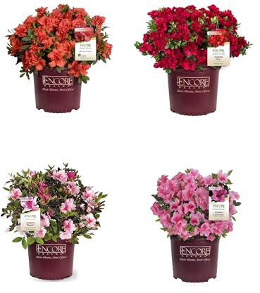 Pack de 4 Azaleas Plantas Naturales con Flores de Exterior