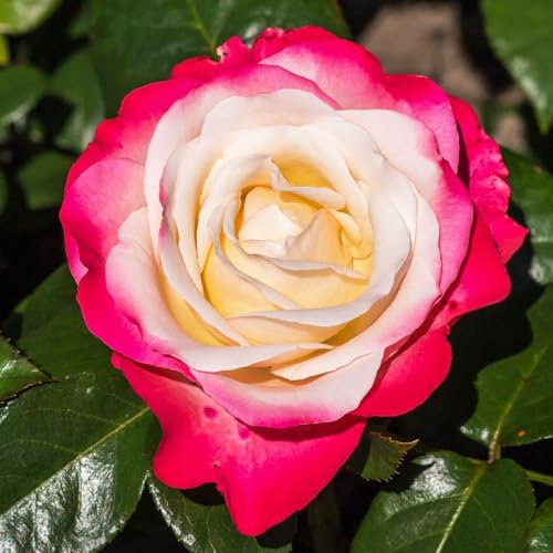 Piantine di Rosa Rosso e bianco (1 pianta profumata), grandi piante perenni resistenti, piante dall'Olanda per giardino e vaso (senza semi, bulbi e non artificiali)