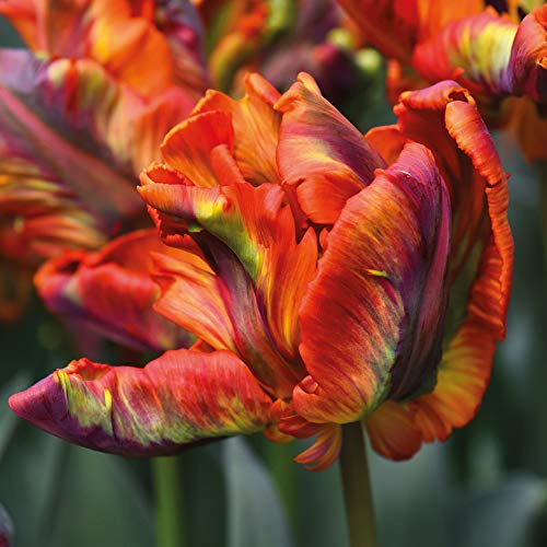 Tulip Bulbs Tulipa Rasta Parrot Hardy Exotic Looking Orange Multi-Coloured Flowers Unique Twisted Petals Perfect for Beds, Borders and Containers 20 x Tulip Bulbs by Thompson and Morgan