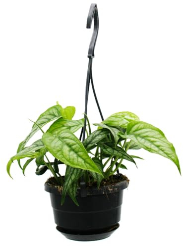 Monstera siltepecana - Plantas semáforas pequeñas de fácil cuidado en el semáforo de 12 cm - Hoja de ventana plateada