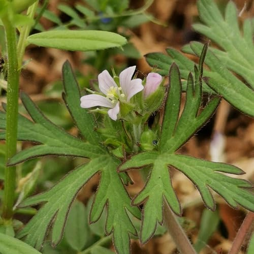 storchschnabel langer blütezeit gartendekoration 550samen
