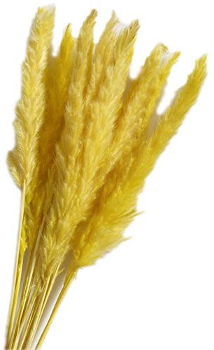 15 Stück getrocknete Schilfrohrblumen-Arrangement natürliches Pampasgras Phragmites Communis Pflanzen Bouquet für moderne Heimdekoration (gelb)